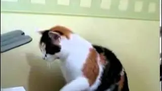 Принтер и кот