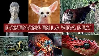 ANIMALES REALES QUE PARECEN POKEMONS