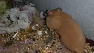 How hamsters prepare food for their babies
