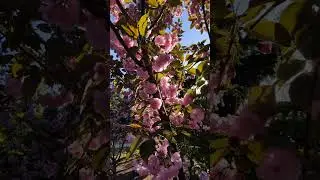 #sakura # crimea #севастополь #short #shorts