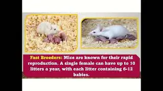"Meet the Mighty Mouse: Tiny but Terrific!" 🐭