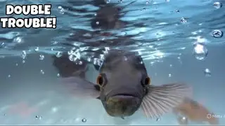 How to setup your dream Oscar Cichlid Aquarium ​⁠