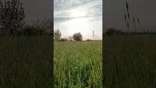 бедана далада сайраши