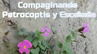 ESCALAR PARA CONSERVAR: Compaginando Escalada y Petrocoptis en el Bierzo