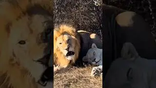 Ой, какой ты злой! #тайган #олегзубков  #lions #юмор #shortvideo