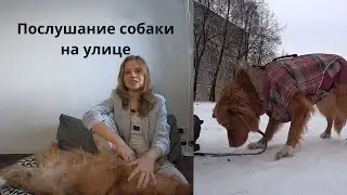 Как научить собаку слушаться на улице?