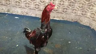 Бойцовая петухи. Победители!!! Fighting cocks. Winners !!!