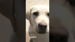 ROYAL CANIN® - Os cães Labradores