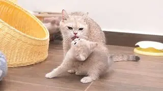 The kitten who trying to reach out to the mother cat, hoping she will pay attention, is so cute.