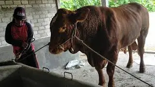 KAWIN ALAMI SAPI JUMBO