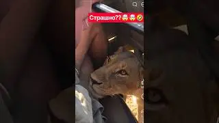 Львица задумалась 🤣🤣🤯🤯 #юмор #засмеялсяпроиграл #кот #кошки #лев #котики