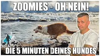 Are ZOOMIES really HARMFUL for dogs?