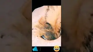 Compilation MDR animaux! Partie 1