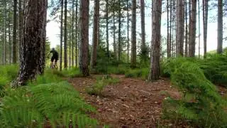 The Canine Bike Ride