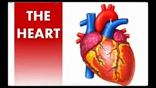 ANATOMY OF THE HEART