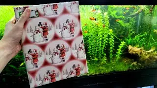 Gifts To Get The Aquarium Lover In Your Life