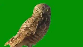 Staring Owl green screen  HD