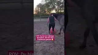 Blöd gelaufen 🙈 ich glaube der wird mal ein richtiges Kumpelpferd ❤ 