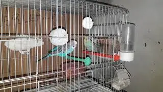 Dişi  kusu ne kadar dinlendirilir