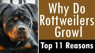 Why Do Rottweilers Growl: Top 11 Reasons