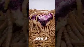 10 000 Mealworms vs. Blueberry Pie