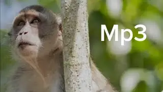 SUARA PIKAT KERA/MONYET MEMANGGIL TEMANNYA