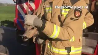Brandweer Meppel redt reebokje