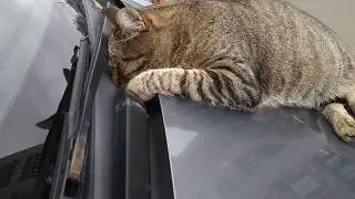 Сосисочка любит спать
