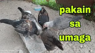 2 months old na manok