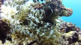 Clark's Anemonefish hiding in an Anemone