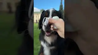Petcube GPS Tracker Unboxing