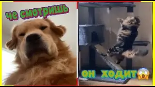 СМЕШНЫЕ ЖИВОТНЫЕ, ПРИКОЛЫ 2021