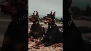 доберман