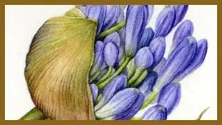 BOTANICAL ART - Agapanthus Detail   1