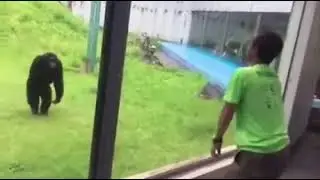 Братья по разуму