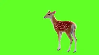 Deer Green Screen Video | Copyright free @greenscreenstudio8099