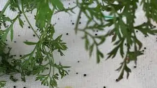Eastern Black Swallowtail