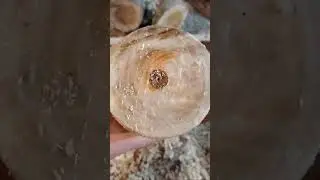 Яблоня!!! Для токарных работ!!! Сушка в опилках!!!