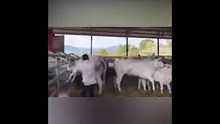 Annesine vuran adama haddini bildiren buzağı 💯