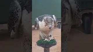 falcon, eating 