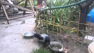 Крис