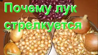 Как вырастить лук без стрелок. Сажаем лук-севок.