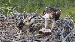 #1 Sääksilive (Osprey Cam in Finland) | Big fish for baby osprey | July 29, 2022