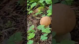 Беленький