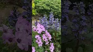 #почвопокровныерастения