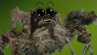 The Controversial Spider Portia