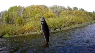 ХАРИУС ОСЕНЬЮ