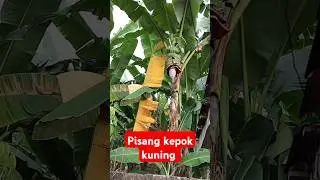 Pisang kepok kuning jumbo