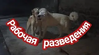 Тренировочный бой (Тестовое испытания)Волкодав Кавказа Грузинская горная собака НАГАЗИ Афина Vs Хода