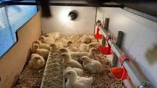 HOW I GROW BROILER CHICKENS TODAY 8 DAYS